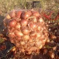 فروش پیاز زرد حدود۲۰تن