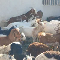 کهره گیسه بز خود بندرعباس با قصابی رایگان