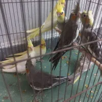 عروس هلندی ۴۰روزه