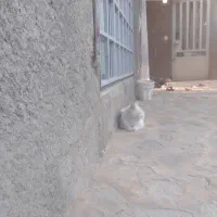 واگذاری گربه خانگی ملوس جوون