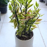 گل و گیاه آپارتمانی