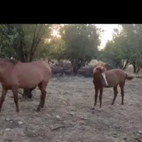 سلام درود کره اسب گم شده