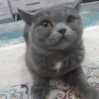 گربه اسکاتیش فلد