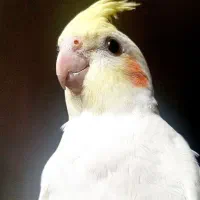 پیکو سخنگو