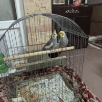 یک جفت عروس هلندی خوشکل بانمک باقفس لوازم کامل