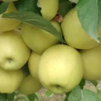 باغ(سیب ثمری)موقعیت عالی(۴۵۰۰ متر)سنددار  شهریاسوج|فروش خانه و ویلا|اهواز, اهواز|دیوار