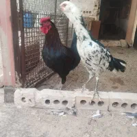 لاری