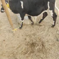 گاو خارجی|حیوانات مزرعه|شادگان, |دیوار