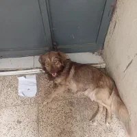 واگذاری سگ ماده پاکوتاه خانگی همراه ۶توله ۳ماه