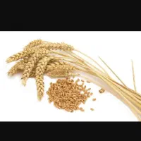 گندم پراو و اتیلا سم و بوجاری شده جوانرود