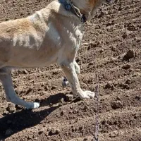 سگ سرابی|سگ|بستان آباد, |دیوار