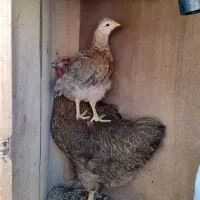 مرغ وخروس وجوجه