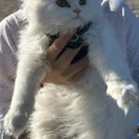 گربه پرشین سفید