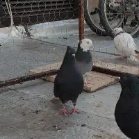 زاغ دم سفید ماده|پرنده|تهران, شهرک طالقانی|دیوار