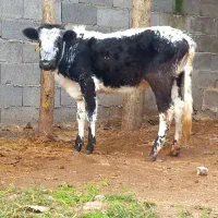 3 راس گاو .. لیشه چالوسی