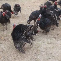 بوقلمون نژاد برنز