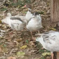 اردک و غاز محلی