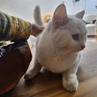 گربه|گربه|حمیدیا, |دیوار