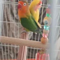 نرماده طوطی کوتوله