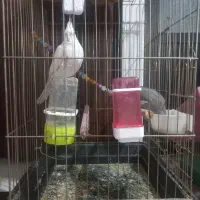 یک جفت عروس هلندی