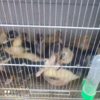 جوجه اردک جوجه گلپایگان یک ماهه