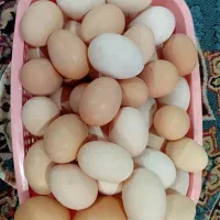 تخم مرغ محلی تازه|خوردنی و آشامیدنی|لنگرود, |دیوار