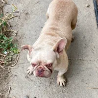 چند قلاده فرنچ بولداگ|سگ|ساری, |دیوار