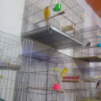 قناری|پرنده|شهریار, شهرک بهاران (ویره)|دیوار