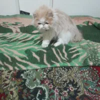 سلام گربه پرشین نر فروشی سالم واکسن خورده