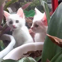 بچه گربه سفید