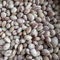 لوبیا ارگانیک