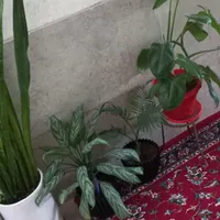 گل طبیعی
