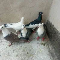 یهودی کاکلی کلاغ کربلایی دم سبز فری در چناران