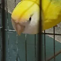 کوتوله برزیلی