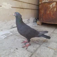 سیاه کاکلی پلاکی ماده