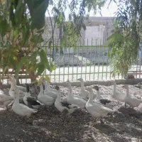 قاز