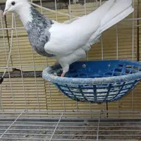 فروش طوقی نسل بینظیر