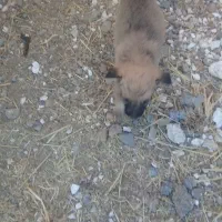 واگذاری چند عدد تو ل ه سگ|سگ|کرمانشاه, |دیوار