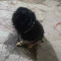 چهارمیلیون|سگ|ایرانشهر, |دیوار