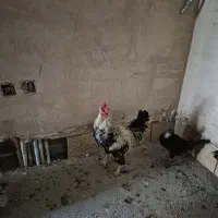 خروس