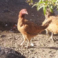 مرغ کوردی معاوضه با بوقلمون وکبوتر|حیوانات مزرعه|بوکان, |دیوار