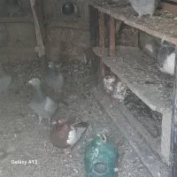 کبتر.تپر.ساده.و.سینه|سگ|مینودشت, |دیوار