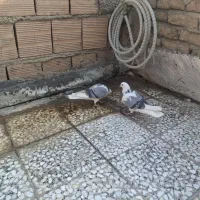 کبوتر کفتر|پرنده|شهریار, شهریار|دیوار