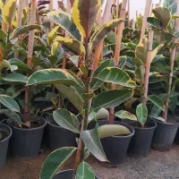 فیکوس ابلق و بلک|گل و گیاه طبیعی|پاکدشت, پاکدشت (مامازند)|دیوار