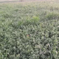 یونجه
