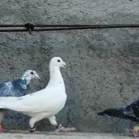 کفتر بوم|پرنده|کاشمر, |دیوار