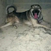 سگ پژدر|سگ|آشخانه, |دیوار