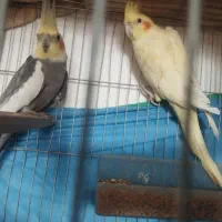 عروس هلندی|پرنده|مراغه, |دیوار