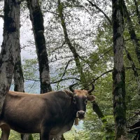 تولید کننده محتوا|خدمات رایانهای و موبایل|اهواز, کوروش|دیوار