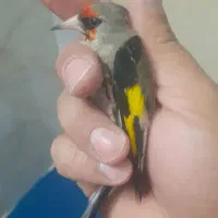 یک عدد سهره نسبتا خوب ۱۰۰۰۰۰۰